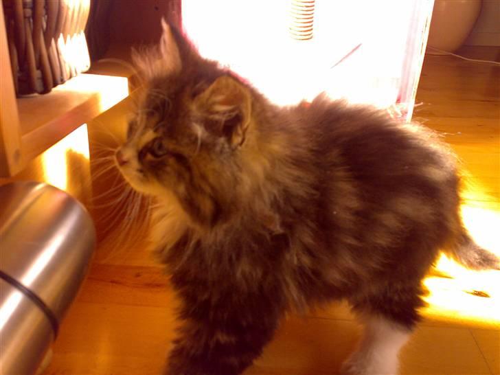 Blanding af racer Mis billede 4