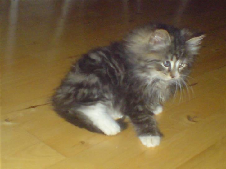 Blanding af racer Mis billede 5