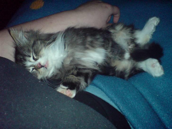 Blanding af racer Mis billede 6