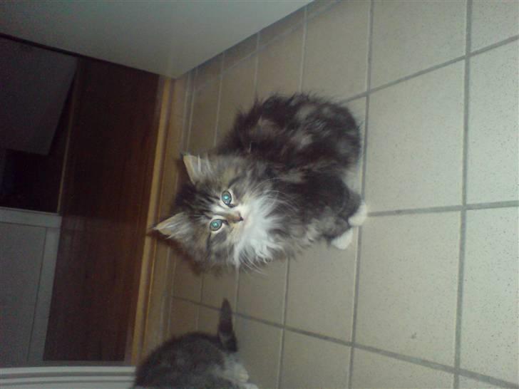 Blanding af racer Mis billede 7