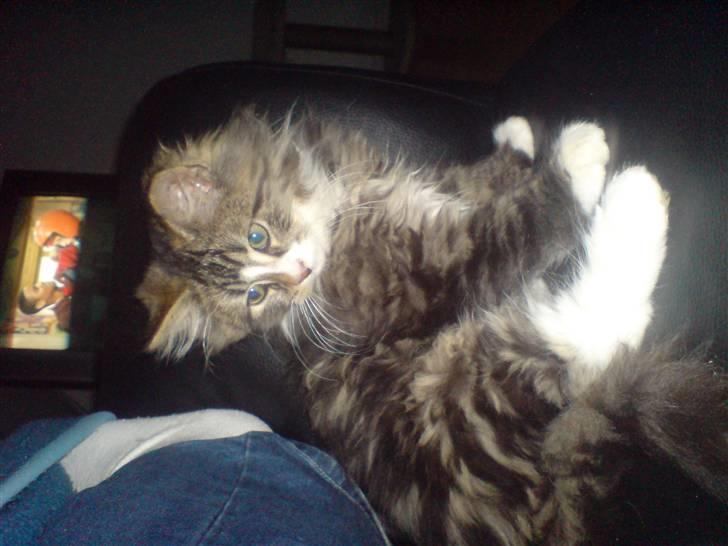 Blanding af racer Mis billede 8