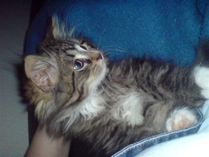 Blanding af racer Mis billede 9