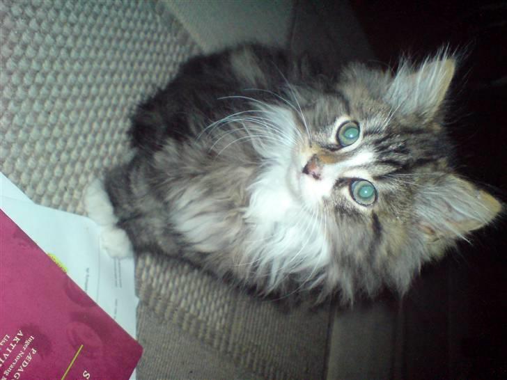 Blanding af racer Mis billede 10