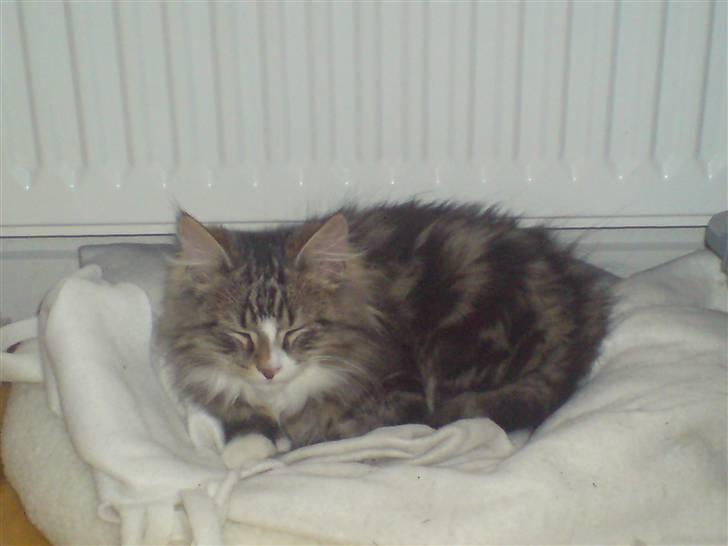 Blanding af racer Mis billede 11