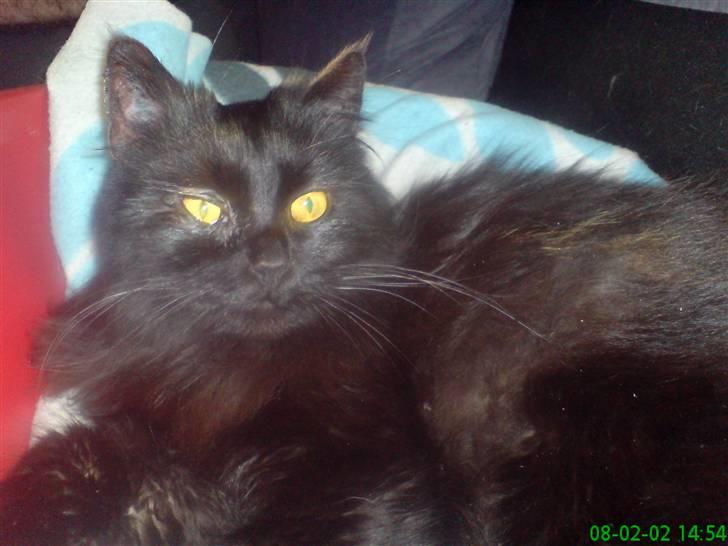 Norsk Skovkat Buller RIP billede 9