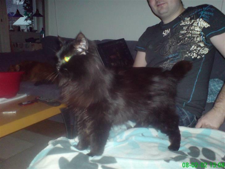 Norsk Skovkat Buller RIP billede 10