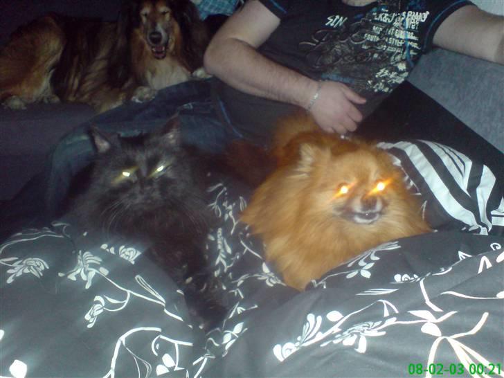 Norsk Skovkat Buller RIP - Nyder  livet sammen med min nye ½ "søster" billede 11