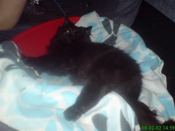 Norsk Skovkat Buller RIP billede 12