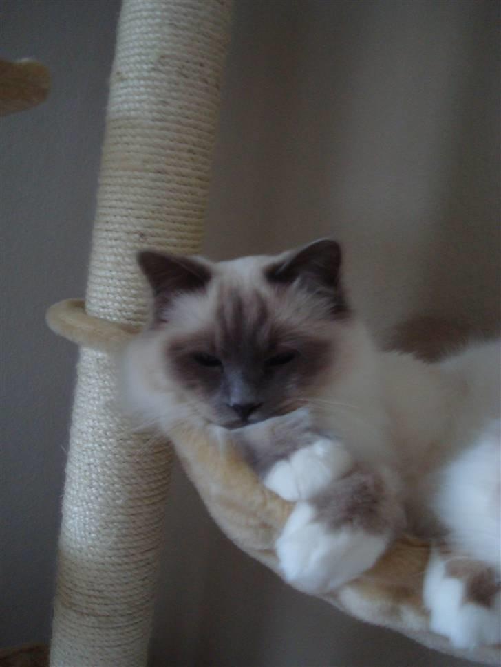 Hellig Birma Suka´s Nimbus Arvic billede 10