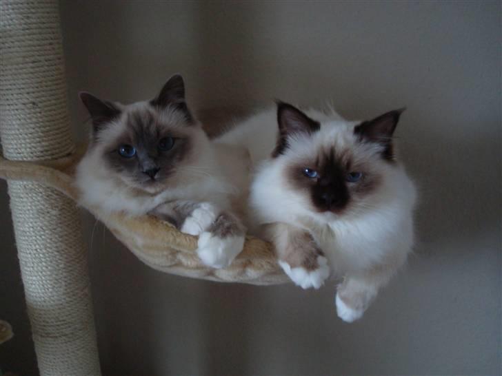 Hellig Birma Suka´s Nimbus Arvic billede 11