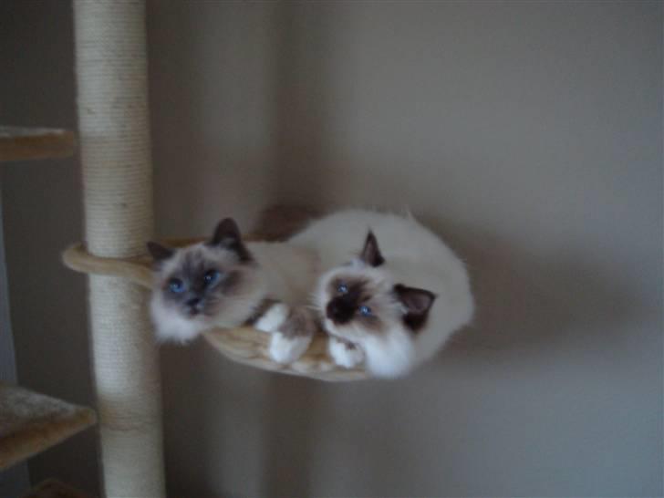 Hellig Birma Suka´s Nimbus Arvic billede 12