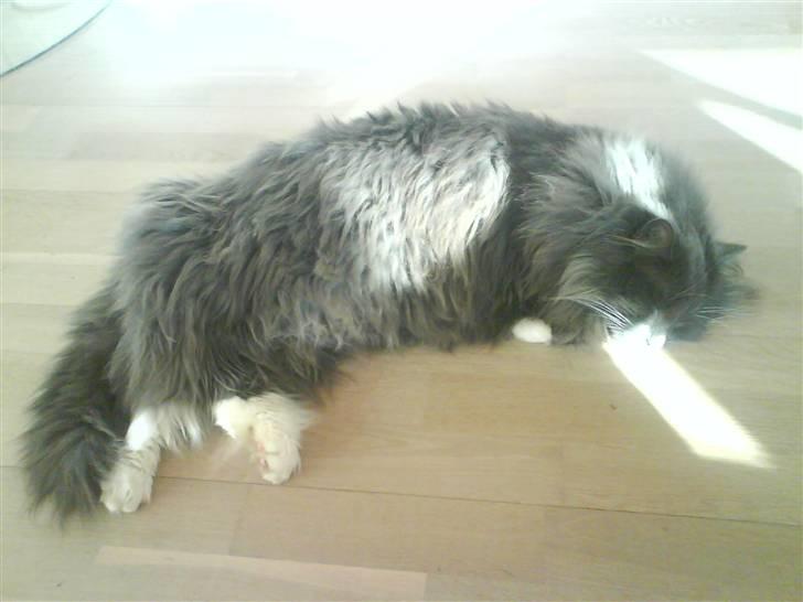 Norsk Skovkat Oluf - det er så et af de nye billeder billede 15