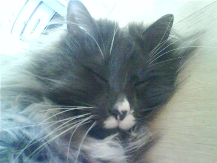 Norsk Skovkat Oluf - det er så et af de nye billeder billede 16