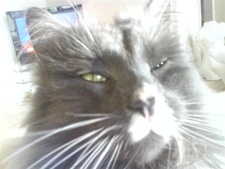 Norsk Skovkat Oluf - det er så et af de nye billeder billede 17