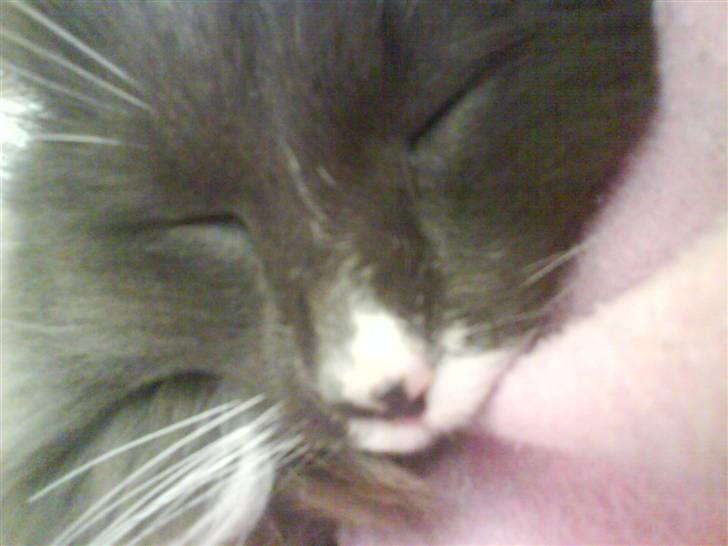 Norsk Skovkat Oluf - det er så et af de nye billeder billede 18