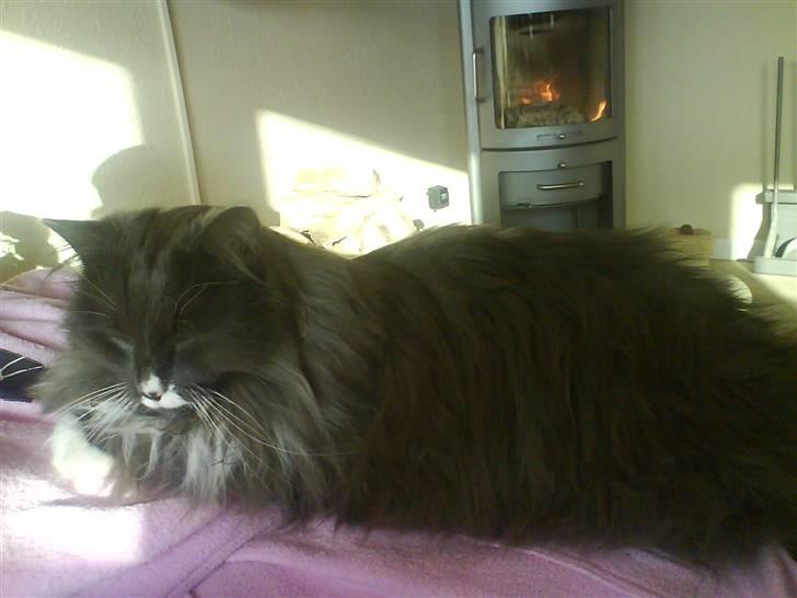 Norsk Skovkat Oluf - det er så et af de nye billeder billede 19