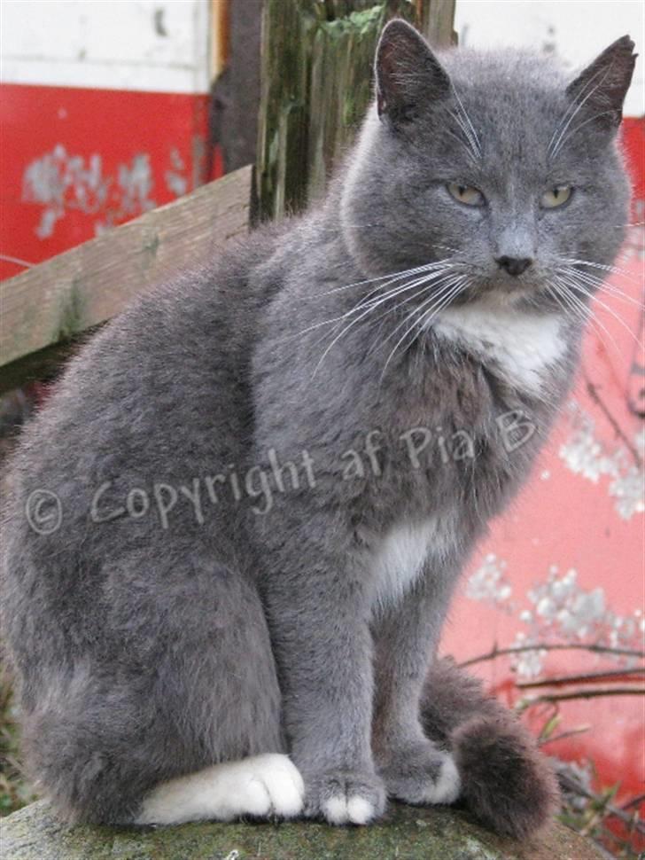 Blanding af racer Mulle R.I.P. - - Mulle (: »Foto: Mig *NYT* billede 11
