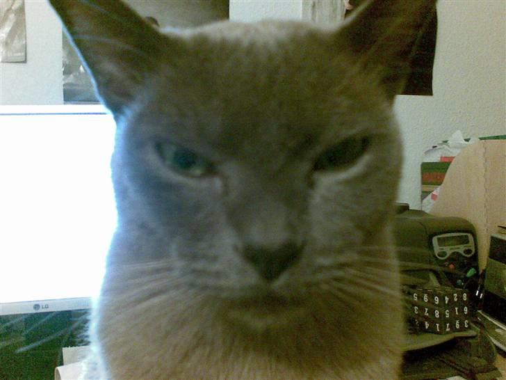 Burmeser Adonis - Adonis da han sad og stenede totalt meget...  billede 1