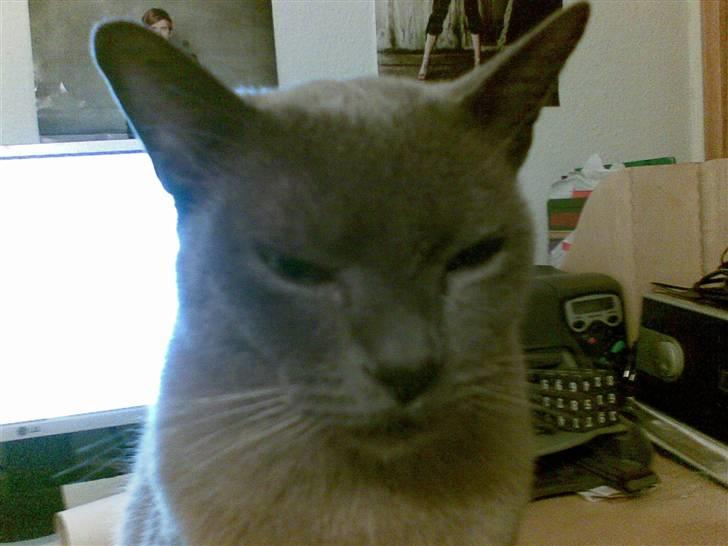 Burmeser Adonis - også da han sad og stenede ... ;D billede 2