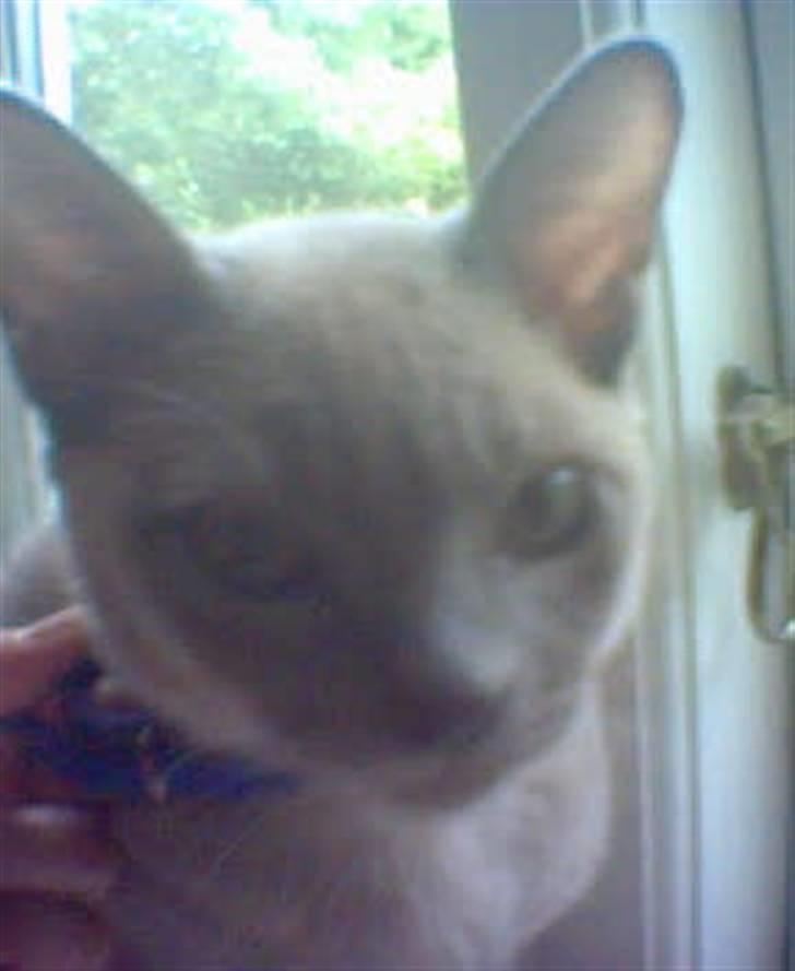 Burmeser Adonis - Adonis da han er lille, og hvor vi lige har fået ham billede 4