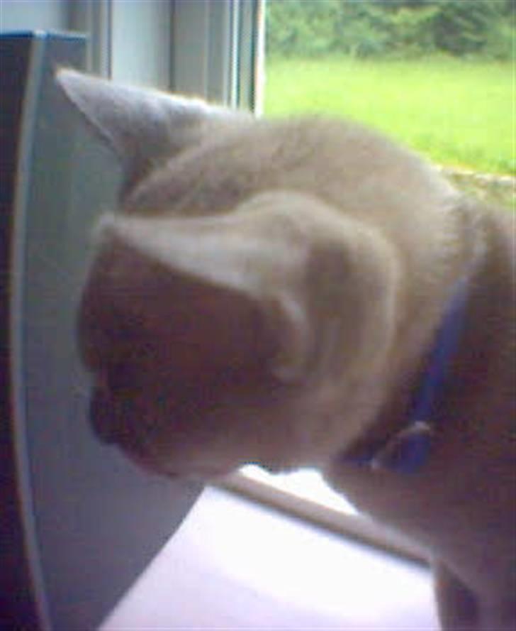 Burmeser Adonis - er han ikk søøød ? billede 5