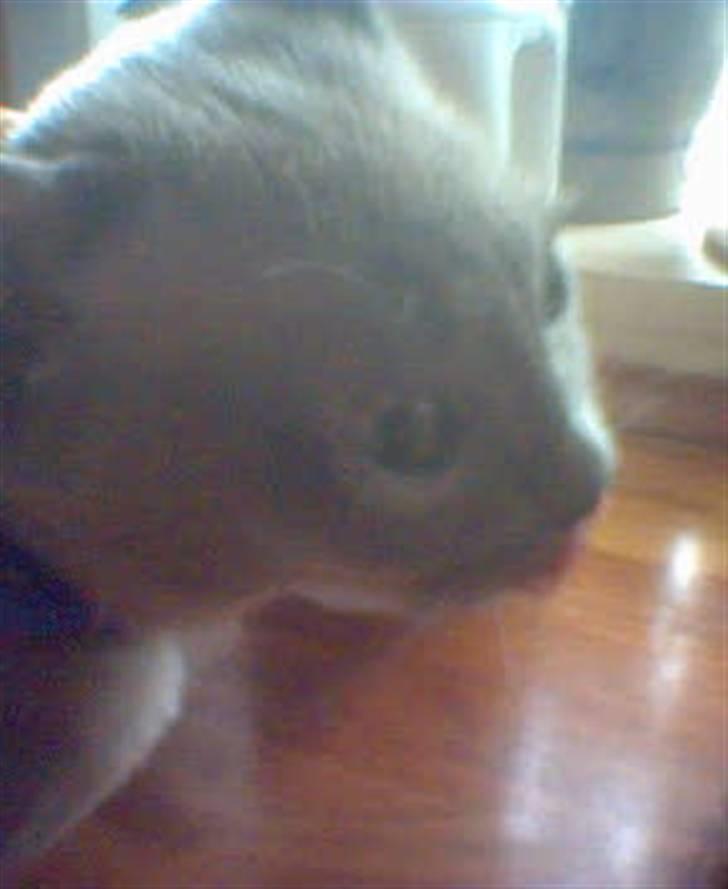 Burmeser Adonis - haha.. han ser lidt sindsyg ud her. .. ;D billede 6