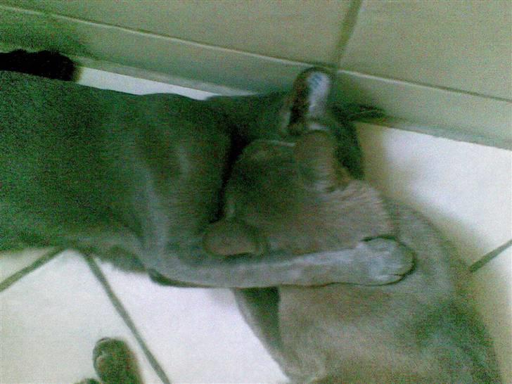 Burmeser Adonis - også ude på toilettet hehe (det er Rocky der ligger ved siden af) billede 7