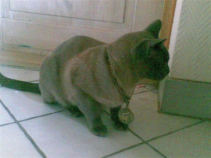 Burmeser Adonis - Adonis hvor jeg havde givet ham halskæde på hehe... billede 8