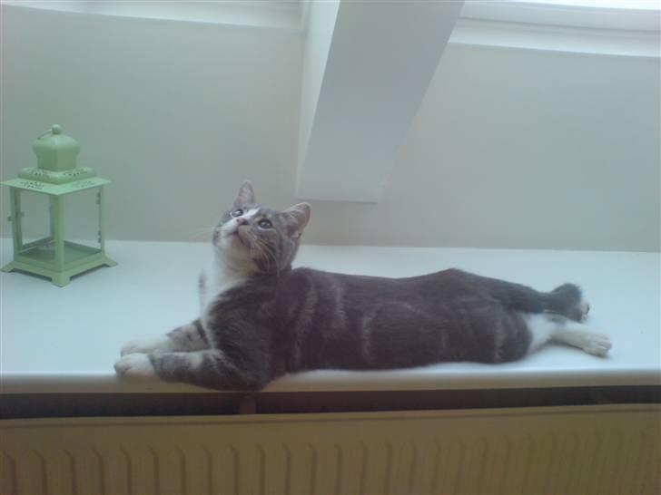 Blanding af racer Mugge billede 2