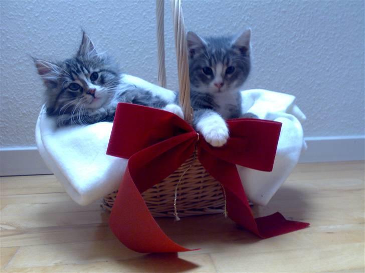 Blanding af racer Mugge - årets julekort billede 3