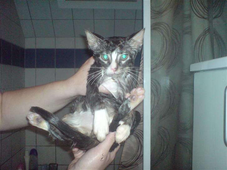 Blanding af racer Mugge billede 4