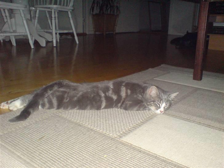 Blanding af racer Mugge billede 5