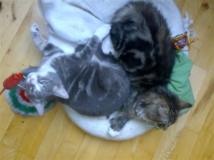 Blanding af racer Mugge billede 6