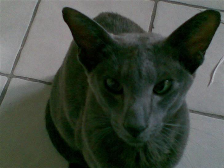 Orientaler Rocky - hehe rocky ;D billede 2