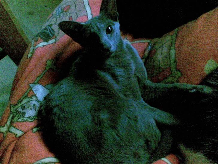 Orientaler Rocky - Rocky i sækkepuden ;) hehe billede 4