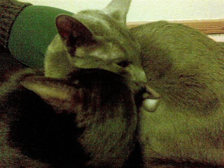 Orientaler Rocky - rocky og Tot hehe de er søde <3 billede 5