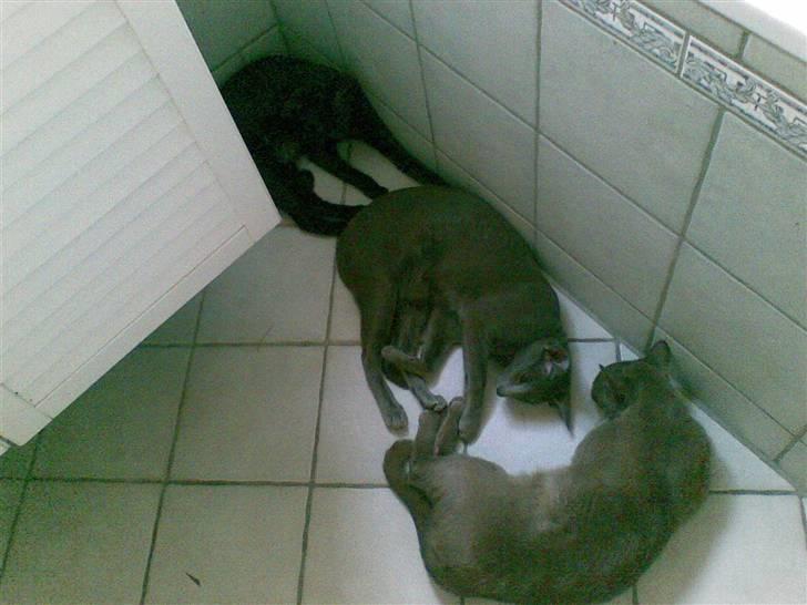 Orientaler Rocky billede 6