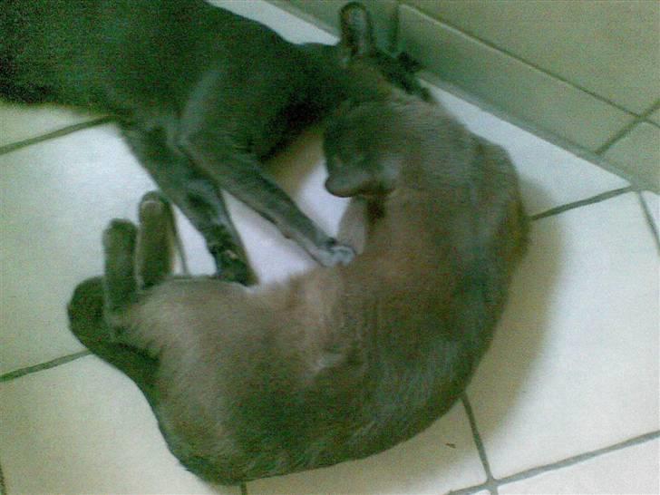 Orientaler Rocky billede 7