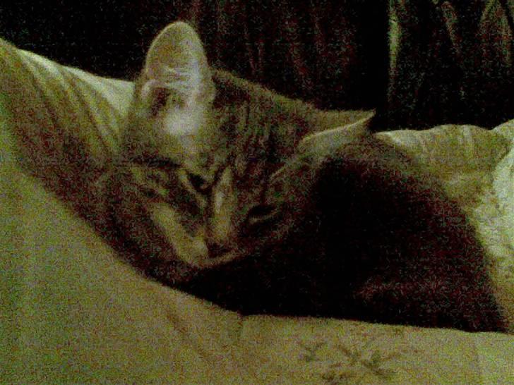 Blanding af racer Pjuske  - pjuske blev lidt træt billede 2