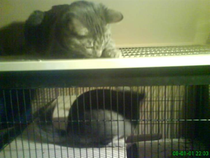 Blanding af racer Pjuske  - pjuske og min chinchilla freja. billede 3