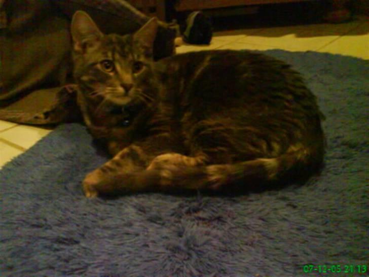 Blanding af racer Pjuske  - hva laver du piv skid? billede 4