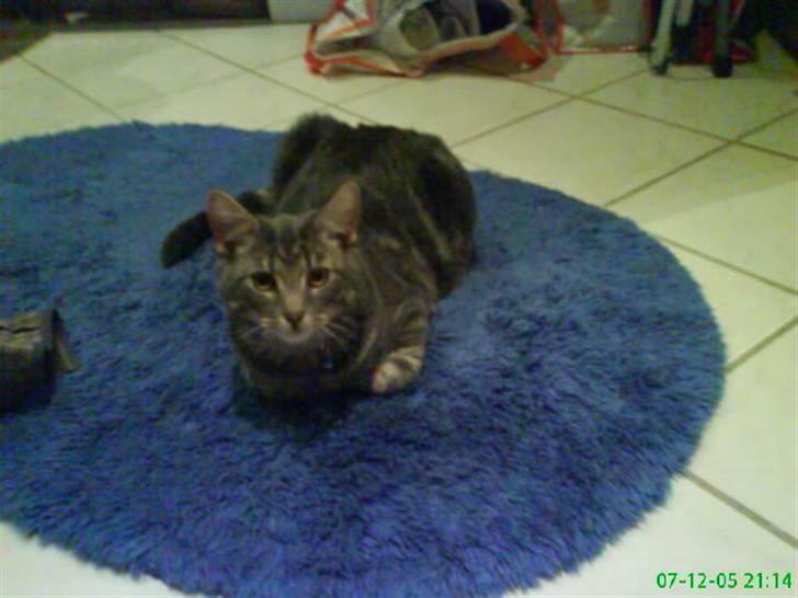 Blanding af racer Pjuske  - hej med jer:P billede 5