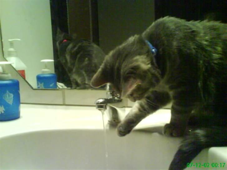 Blanding af racer Pjuske  - hehe.. billede 6