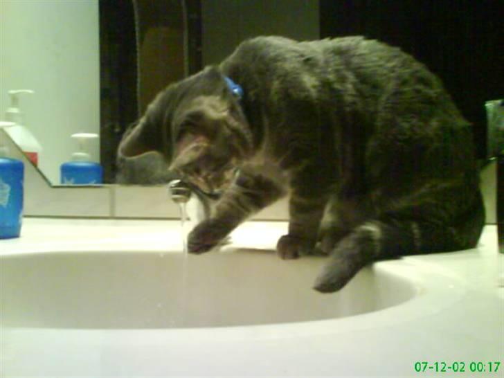 Blanding af racer Pjuske  - jeg elsker og lege med vand. billede 7