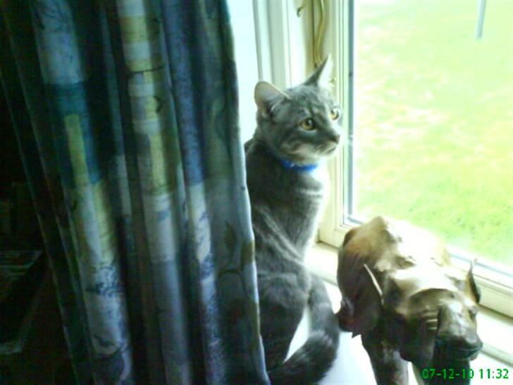 Blanding af racer Pjuske  - han er kær. billede 8