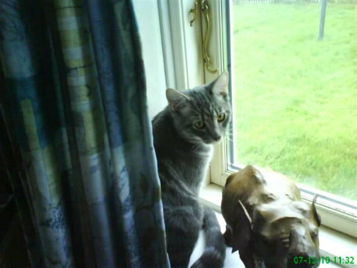 Blanding af racer Pjuske  - lille pjuske. billede 9