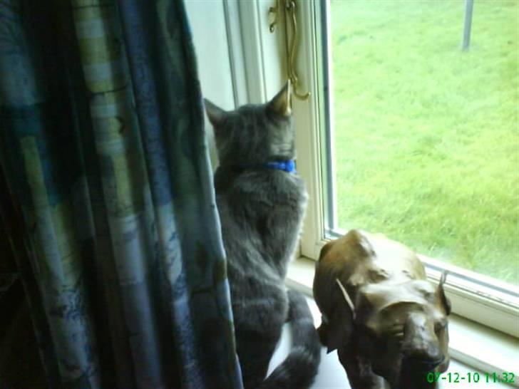 Blanding af racer Pjuske  - jeg gad godt komme der ud. billede 10