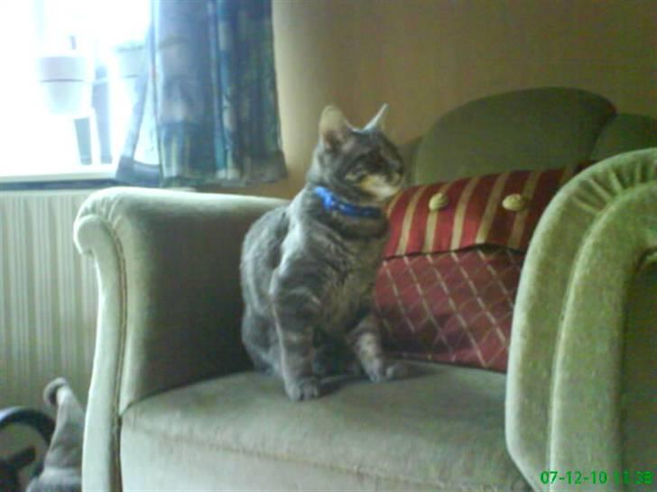 Blanding af racer Pjuske  - hvad sker der? billede 11