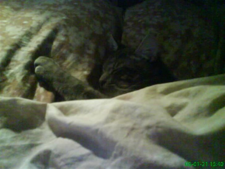 Blanding af racer Pjuske  - sødt. han putter sig under min (elina) dyne. billede 12