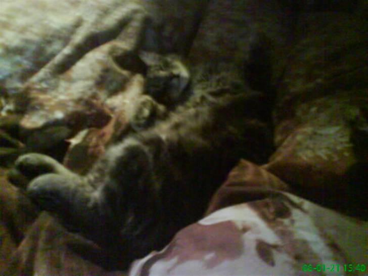 Blanding af racer Pjuske  - han er så sød. billede 13